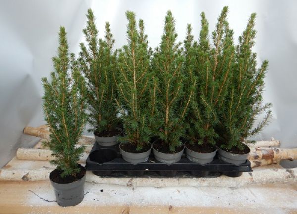 PICEA GLAUCA CONICA