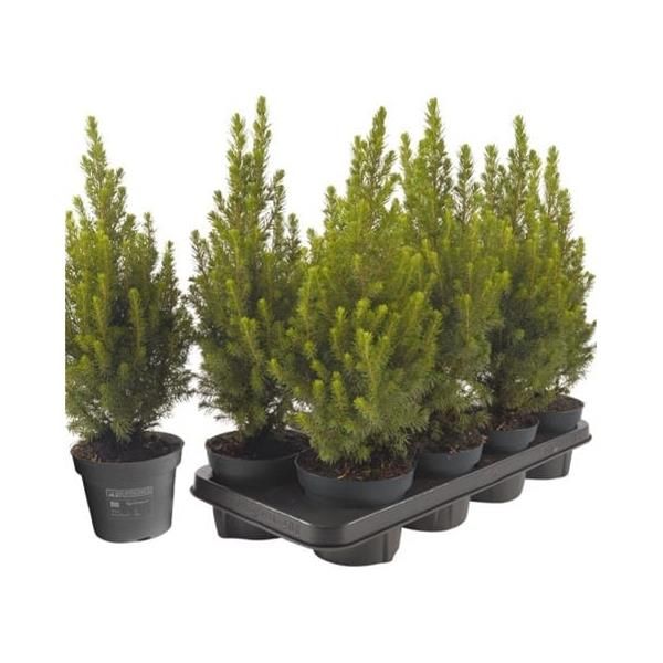 PICEA GLAUCA CONICA