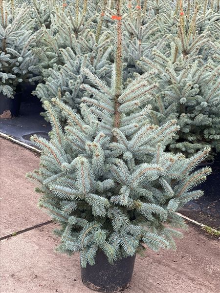 PICEA PUNGENS SUPER BLUE