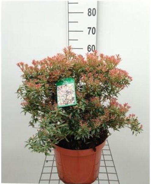PIERIS FLAMING SILVER