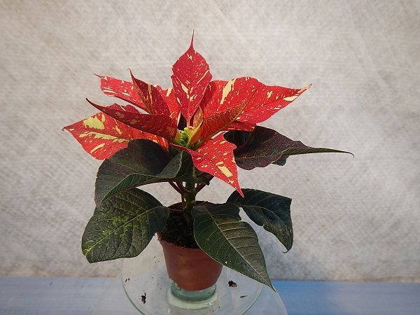 POINSETTIA MINI