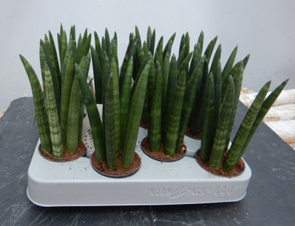 SANSEVERIA CYLINDRICA