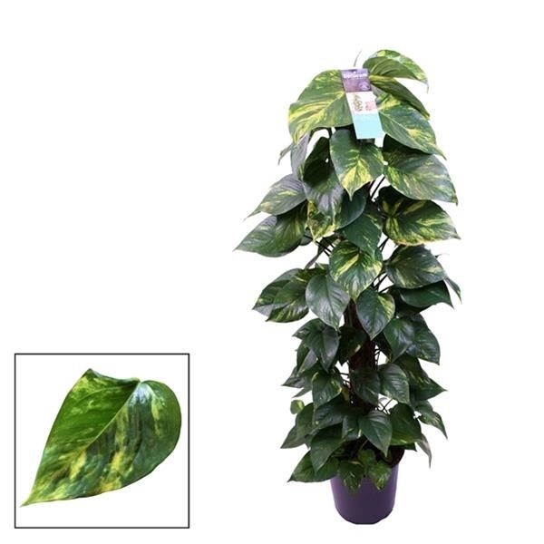 SCINDAPSUS AUREUM