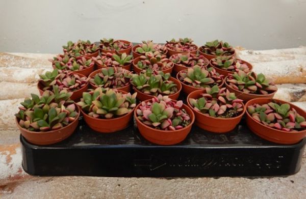 SEDUM ANACAMPSEROS ROSE