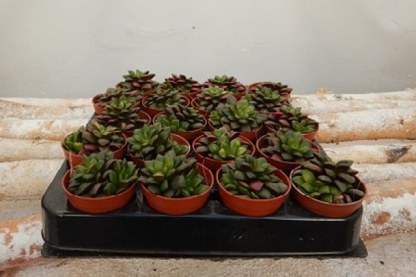 SEDUM ANACAMPSEROS VERT