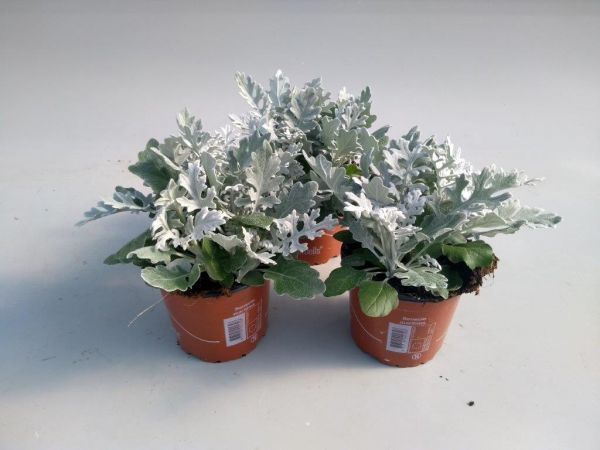 SENECIO MARITIME