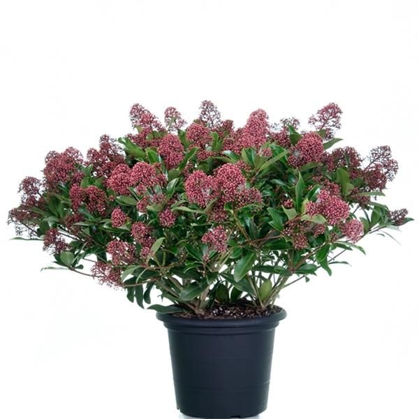 SKIMMIA JAP. RUBELLA
