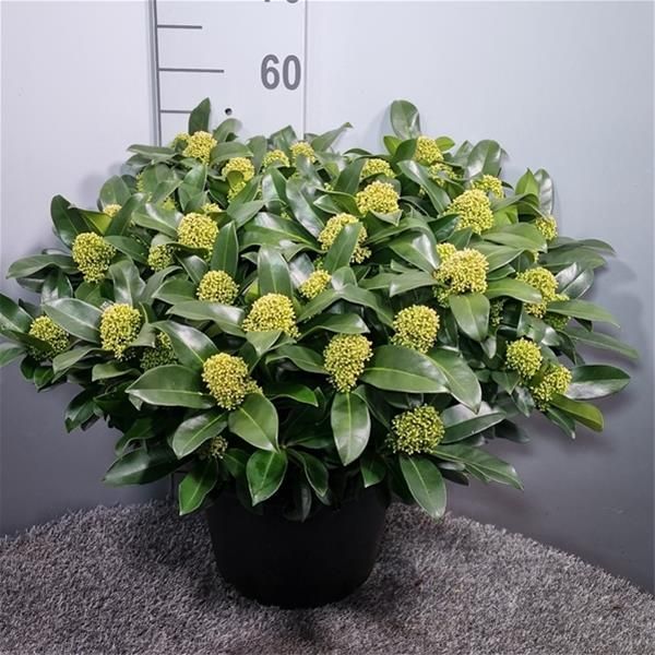 SKIMMIA JAPONICA WHITE GLOBE