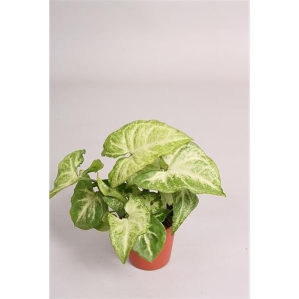 SYNGONIUM WHITE BUTTERFLY