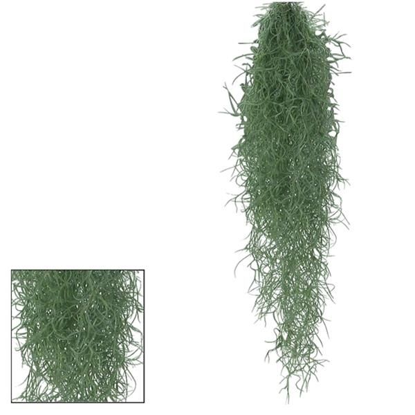 TILLANDSIA USNOIDES