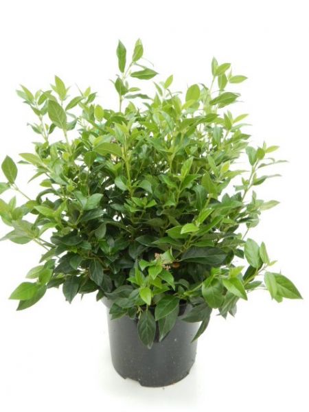 VIBURNUM TINUS