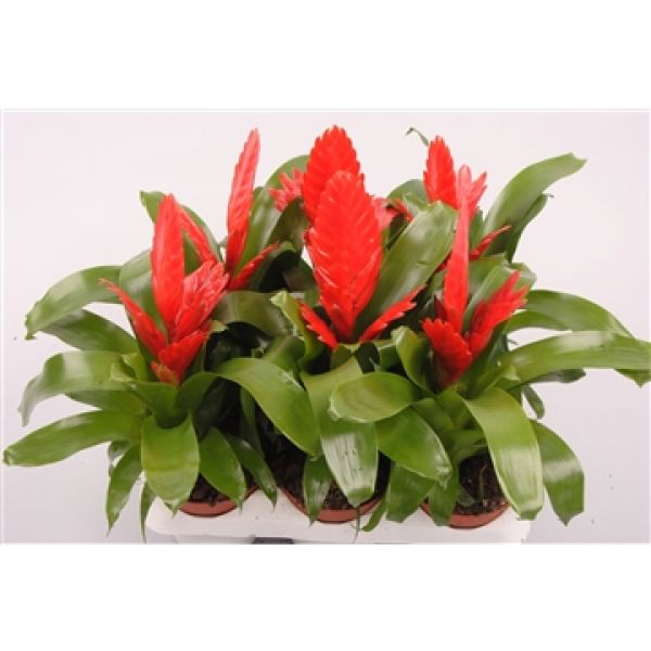 VRIESEA KALISTO