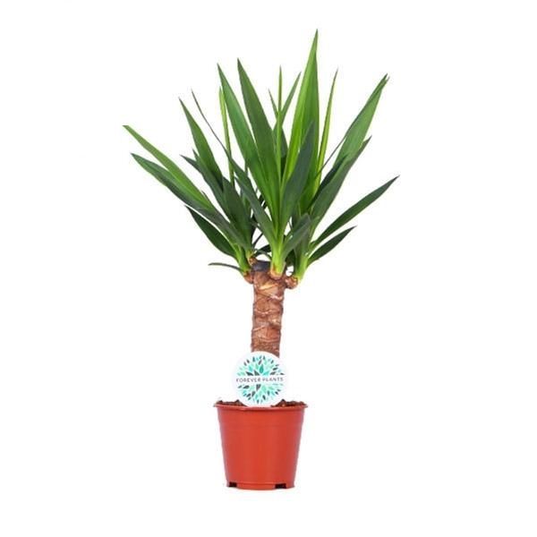 YUCCA ELEPHANT