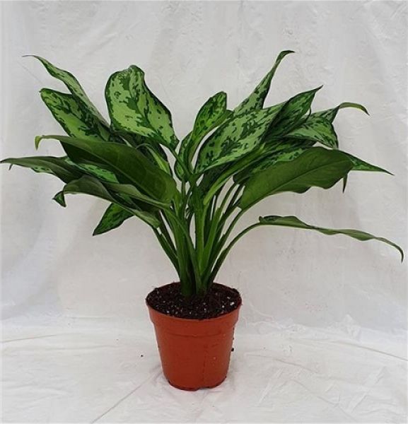 AGLAONEMA ROMEO