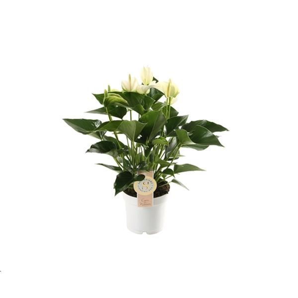 ANTHURIUM WHITE CHAMPION