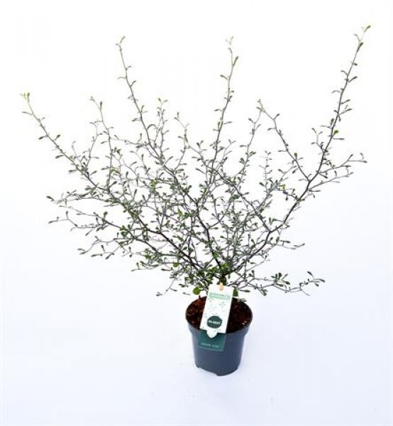 COROKIA COTONEASTER