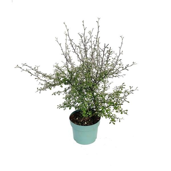 COROKIA MAORI GREEN