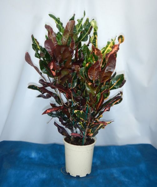 CROTON MAMEY / CODIAEUM