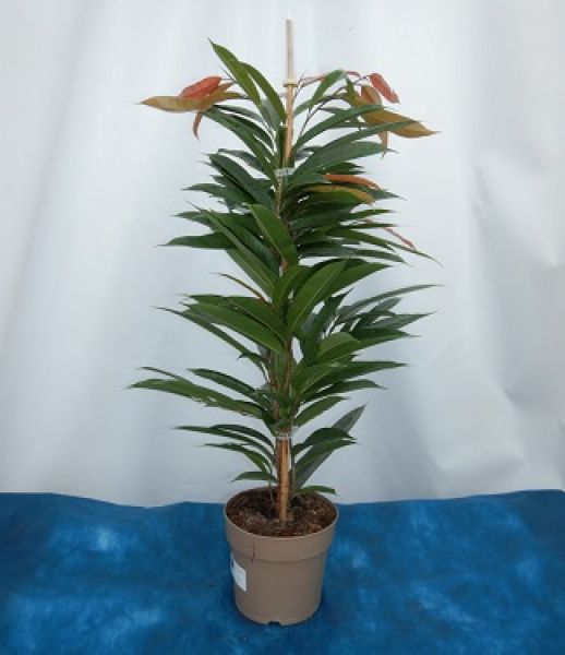 FICUS AMSTEL KING