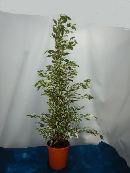 FICUS TWILIGHT