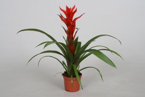 GUZMANNIA OSTARA