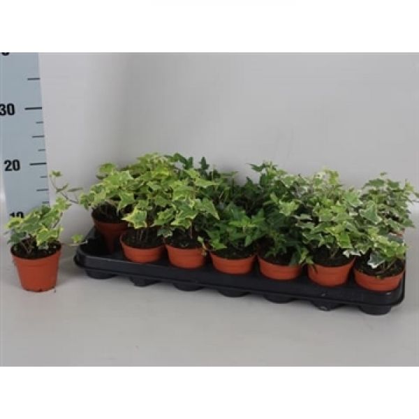 HEDERA