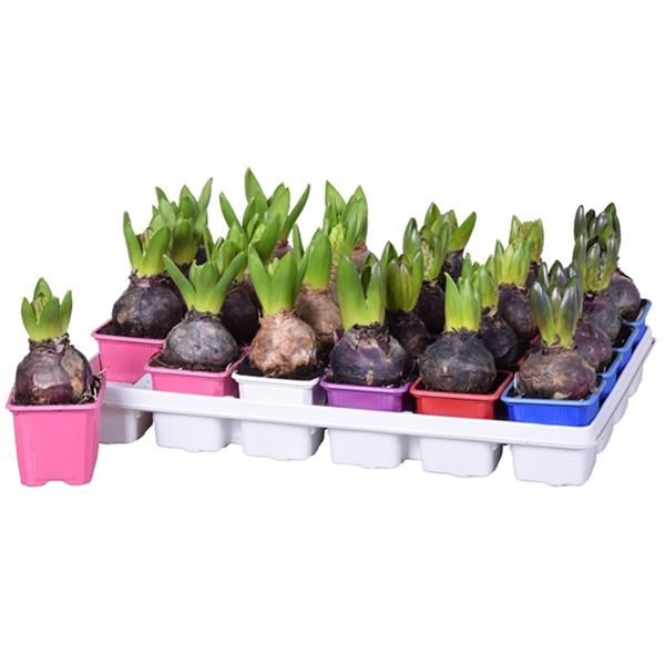 HYACINTHUS MIX