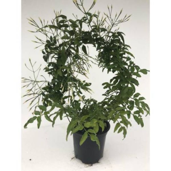 JASMINUM POLYANTHUM ARCEAU