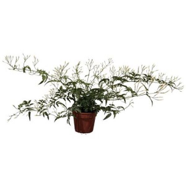 JASMINUM POLYANTHUM
