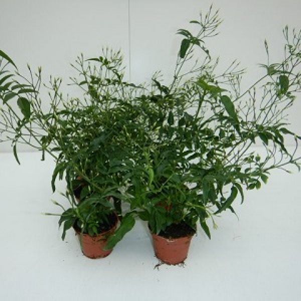 JASMINUM POLYANTHUM