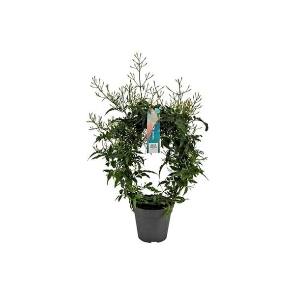 JASMINUM POLYANTHUM ARCEAU