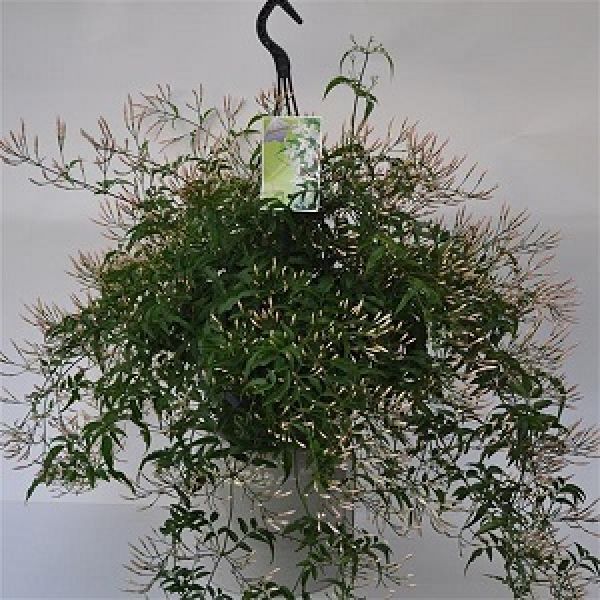 JASMINUM POLYANTHUM SUSPENSION