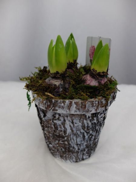 O-HYACINTHUS BOULEAU
