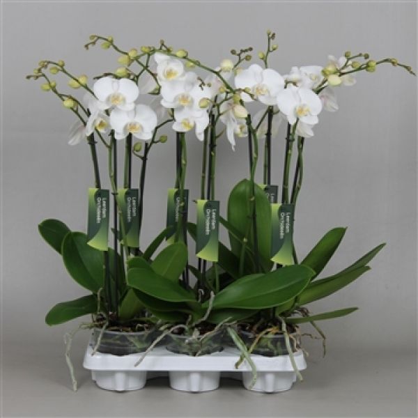 PHALAENOPSIS 2T BIG WHITE