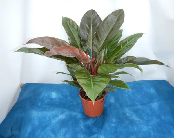 PHILODENDRON IMPERIAL RED