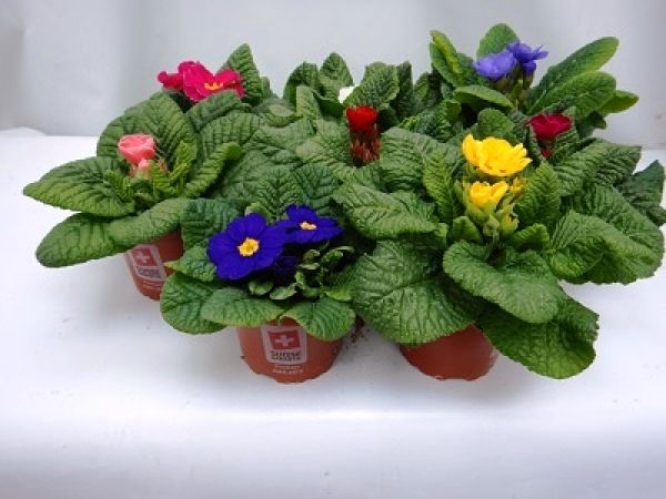 PRIMULA ACAULIS