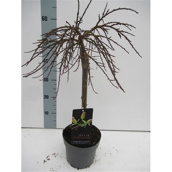 SALIX ARBUSCULA