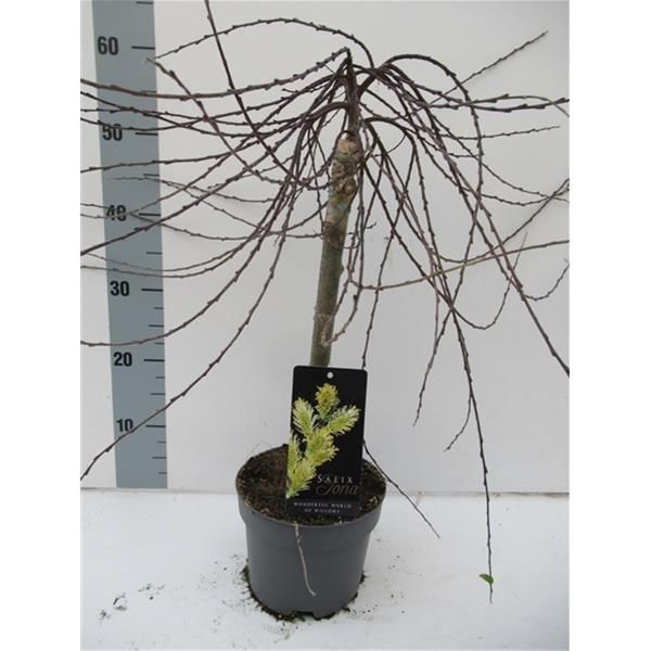 SALIX REPENS IONA