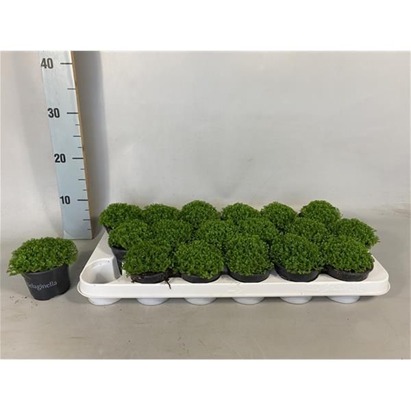 SELAGINELLA APODA