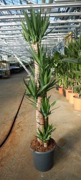 YUCCA ELEPHANT