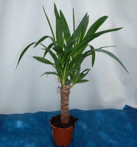 YUCCA ELEPHANT
