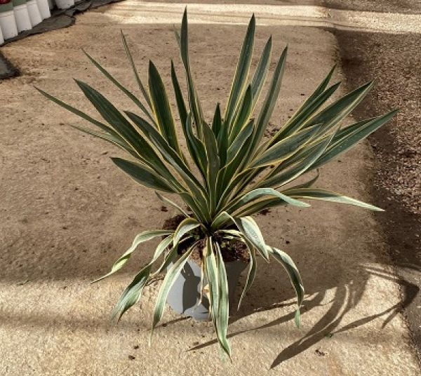 YUCCA GLORIOSA VARIEGATA