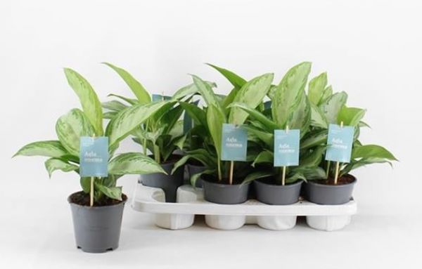 AGLAONEMA SILVER BAY