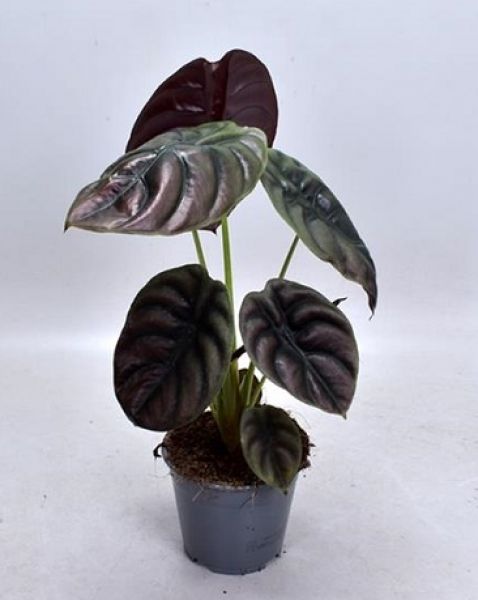 ALOCASIA RED SECRET