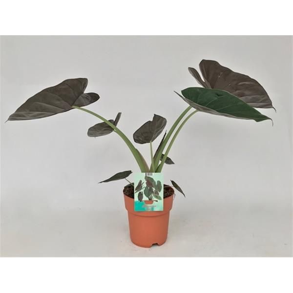 ALOCASIA WENTII