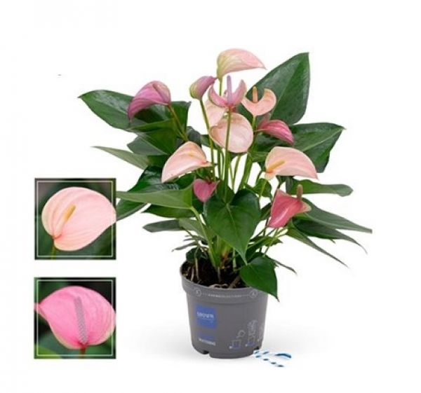 ANTHURIUM JOLI DUO