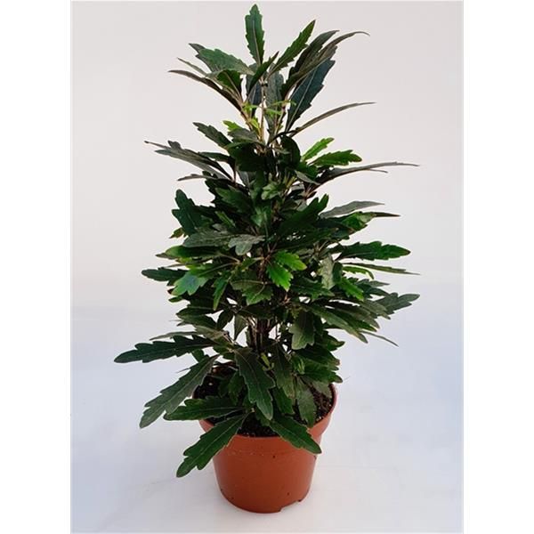 ARALIA ELEGANTISSIMA