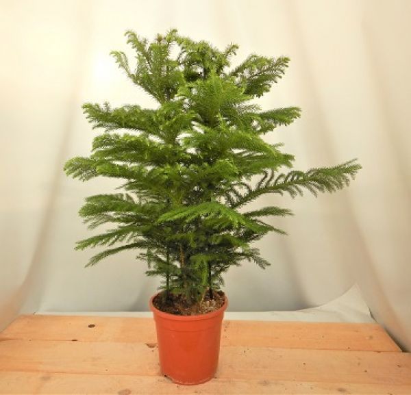 ARAUCARIA HETEROPHYLLA
