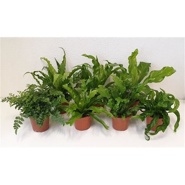 ASPLENIUM MIX