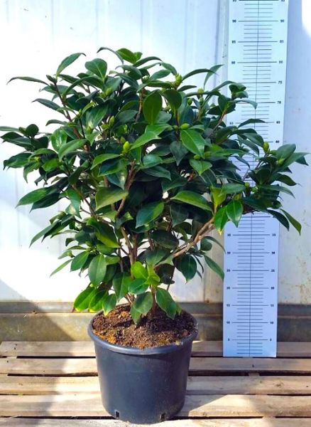 CAMELLIA JAPONICA